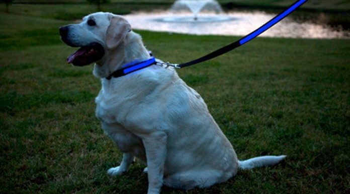 Things to consider when buying dog leashes